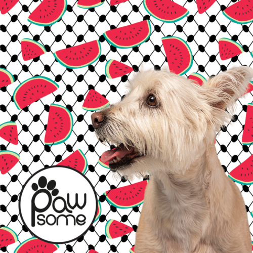 Pawsome - Pali Pet with watermelon Leash