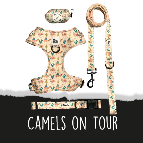 Camels on Tour