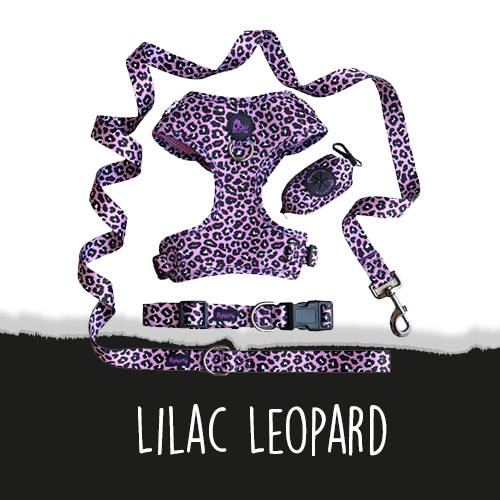 Lilac Leopard