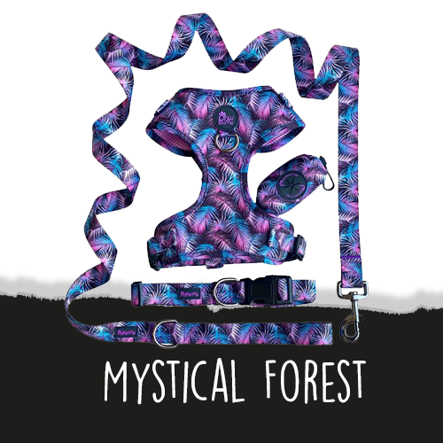Mystic Forest